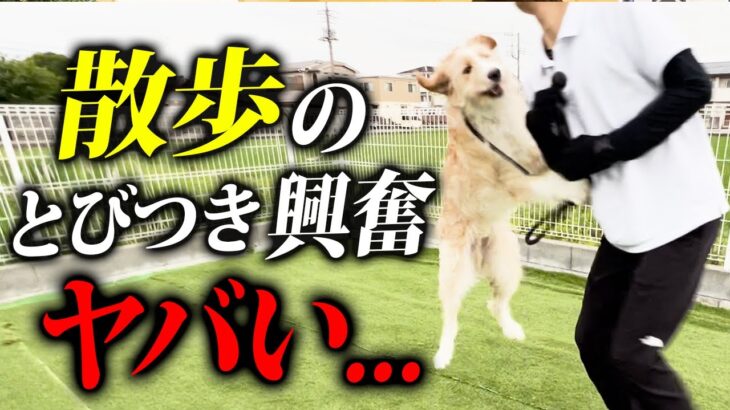 【実践】犬の散歩のとびつき、興奮癖をプロドッグトレーナーがしつけ改善します