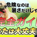 犬の夏には危険がいっぱい！注意ポイントや対策をわかりやすく解説♪