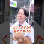 【犬しつけ】ドッグカフェで落ち着けない時は？