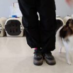 犬の幼稚園 ノエルくんとトレーニング