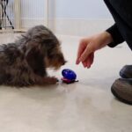 犬の幼稚園 ぎんくんとトレーニング