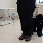 犬の幼稚園 かいくんとトレーニング