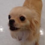 犬の幼稚園 ポムくんとトレーニング