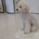 犬の幼稚園 ぽてとくんとトレーニング
