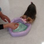犬の幼稚園 花ちゃんとトレーニング