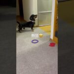 #犬　#ミニチュアダックスフンド  #おやつ  #しつけ
