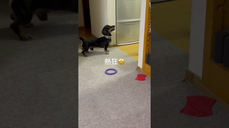 #犬　#ミニチュアダックスフンド  #おやつ  #しつけ