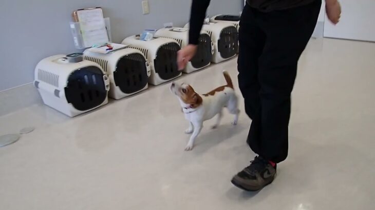 犬の幼稚園 ラムネちゃんとトレーニング