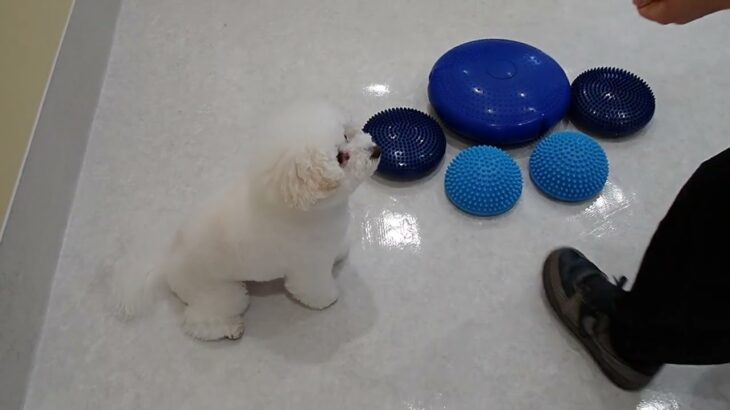犬の幼稚園 ロージーちゃんとトレーニング