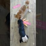 それぞれの遊び方♪#こいぬ#しつけ方#かわいい犬