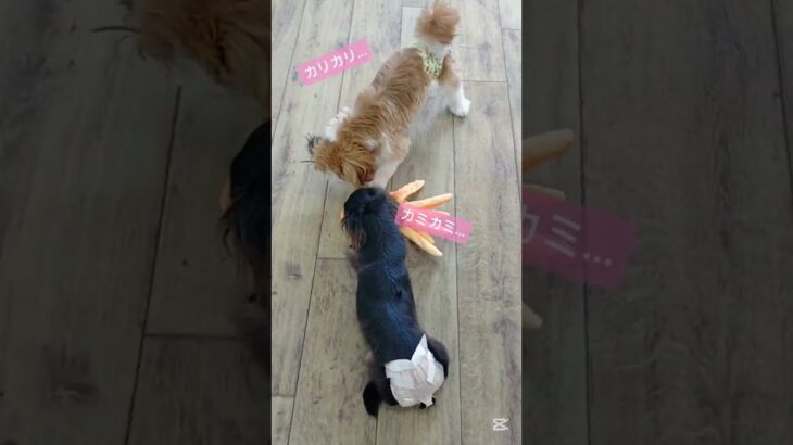 それぞれの遊び方♪#こいぬ#しつけ方#かわいい犬