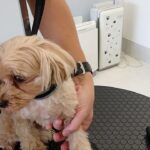 犬の幼稚園 ルークくんとトレーニング