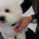 犬の幼稚園 ローヌくんとトレーニング
