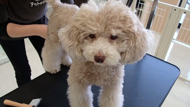 犬の幼稚園 ハニちゃんとトレーニング