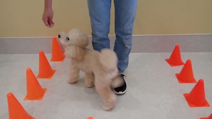 犬の幼稚園 レオくんとトレーニング