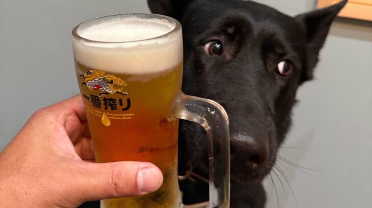 犬と居酒屋に行く。
