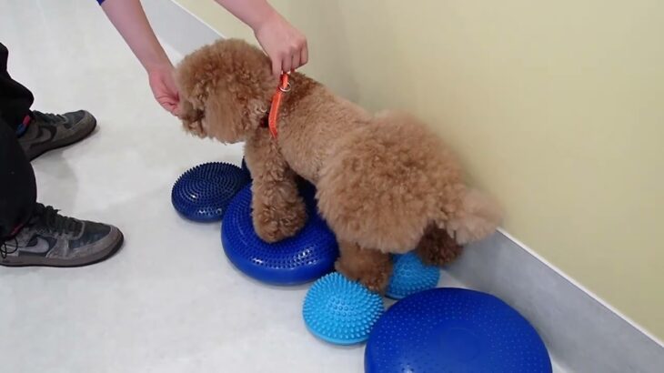 犬の幼稚園 ひなたくんとトレーニング