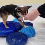 犬の幼稚園 のあくんとトレーニング