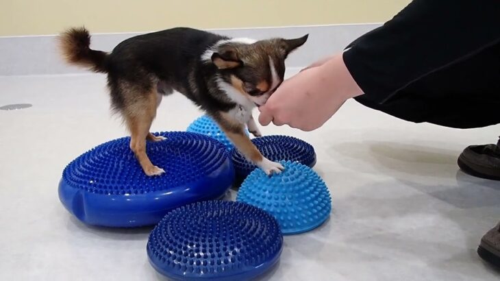 犬の幼稚園 のあくんとトレーニング
