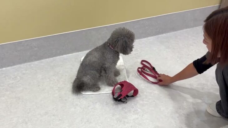 犬の幼稚園 輪くんとトレーニング
