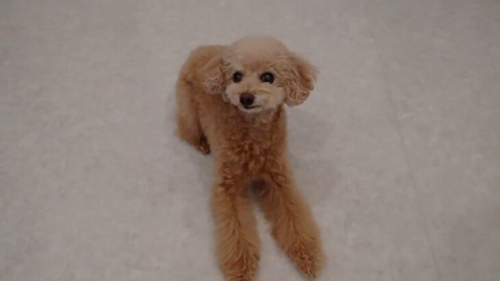 犬の幼稚園 ぴっぴちゃんとトレーニング