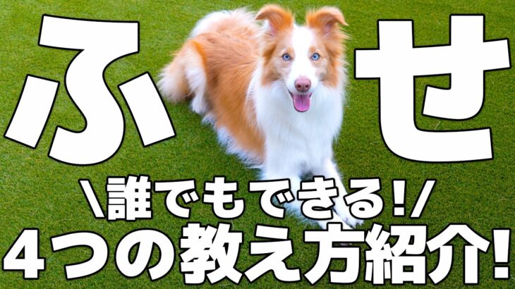 【犬のしつけ入門】誰でもできる「伏せ」の教え方４種類｜日常生活での練習方法から応用テクまで徹底解説します！