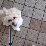 犬の幼稚園 空ちゃんとトレーニング