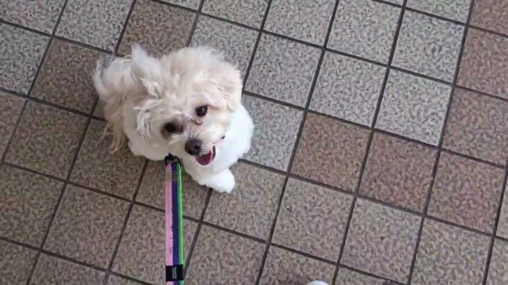 犬の幼稚園 空ちゃんとトレーニング