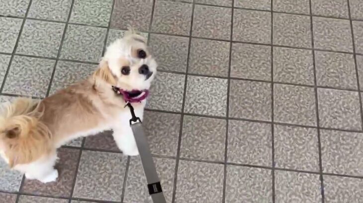 犬の幼稚園 モモちゃんとトレーニング