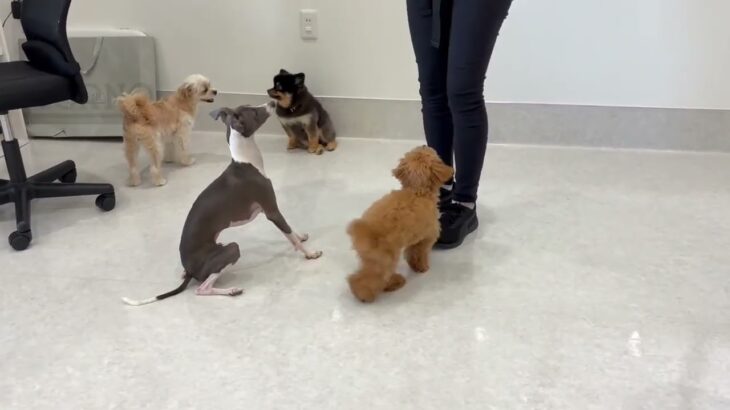 犬の幼稚園 くんくんちゃんとトレーニング