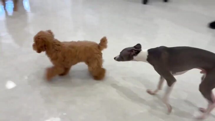 犬の幼稚園 レオンくんとトレーニング