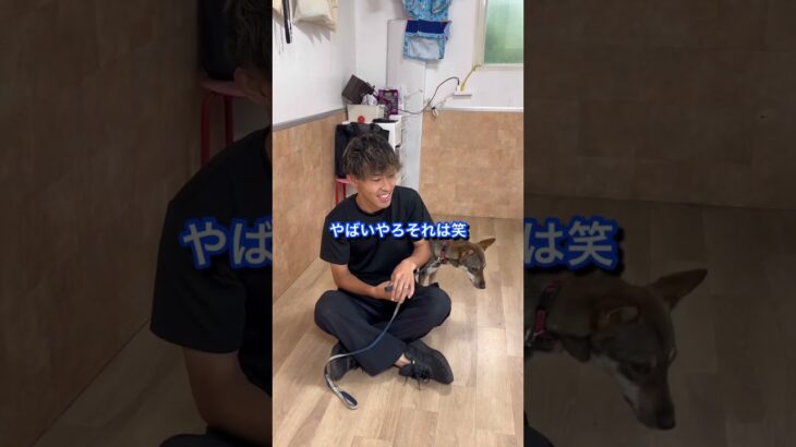 犬のしつけに困っている人はチャンネルアイコンをタップしてチャンネル登録しておいて！#ドッグトレーナー#犬のしつけ