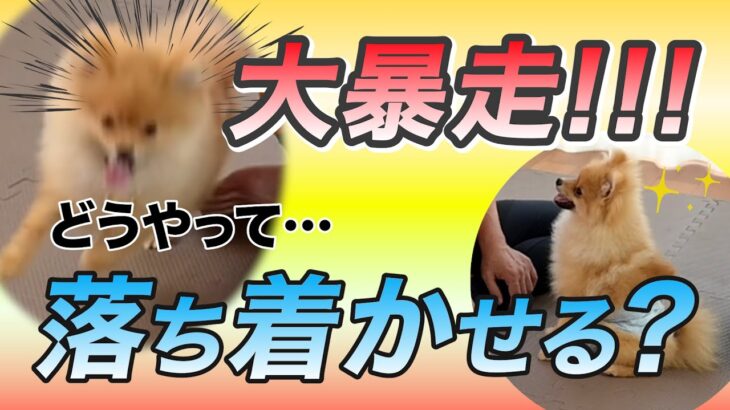 犬のしつけが簡単になる方法を実際にやってみた！