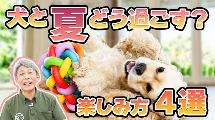 夏がキライでも大丈夫！犬と過ごす楽しい時間のつくり方🐾