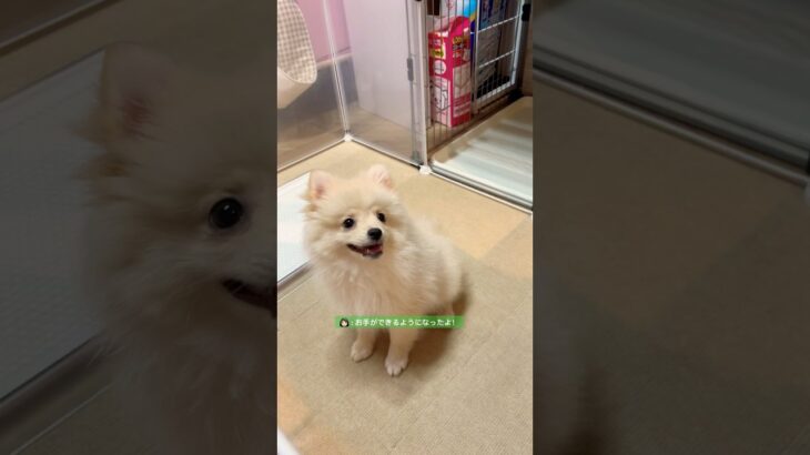 子犬(ポメラニアン🐶)初めてのお手！最近しつけを頑張ってます🐾犬って賢いし可愛いよね🫶🏼