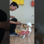 ジャックポットの使い方 #ドッグトレーニング #ドッグトレーナー #愛犬 #フレブル#犬しつけ #犬のいる生活