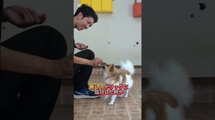ジャックポットの使い方 #ドッグトレーニング #ドッグトレーナー #愛犬 #フレブル#犬しつけ #犬のいる生活