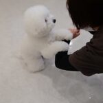 犬の幼稚園 ローヌくんとトレーニング