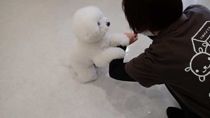 犬の幼稚園 ローヌくんとトレーニング
