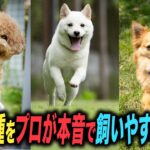 【人気犬種】ランキング形式で解説していきます！