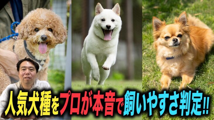【人気犬種】ランキング形式で解説していきます！