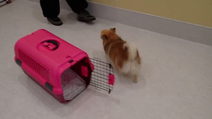 犬の幼稚園 くるみちゃんとトレーニング