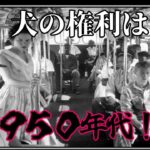 犬の権利は黒人以下！？日本における犬の権利を考えよう