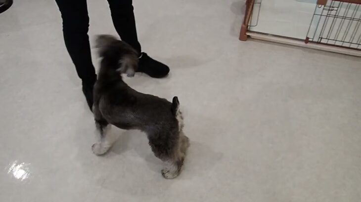 犬の幼稚園 ぺぺくんとトレーニング