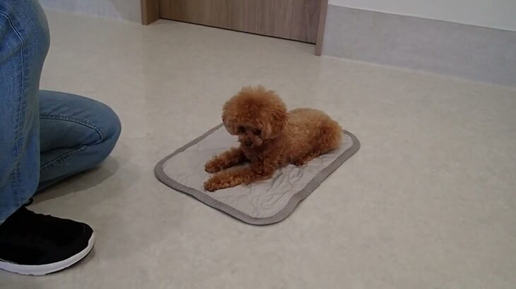 犬の幼稚園 キャンディベルくんとトレーニング
