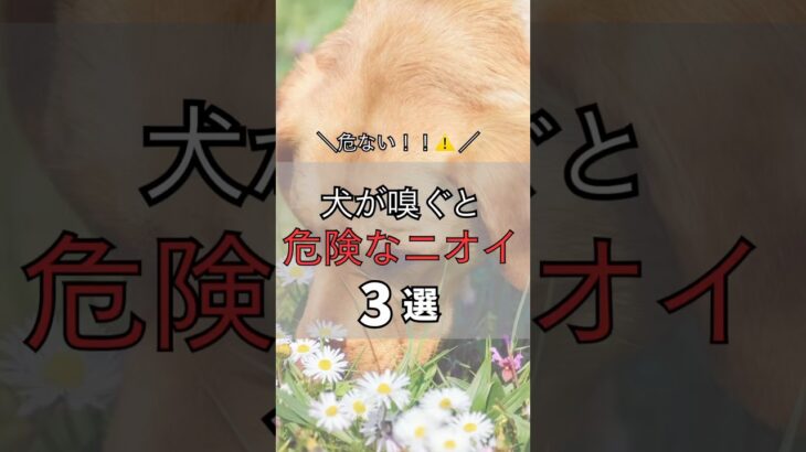 犬が嗅ぐと危険なニオイ