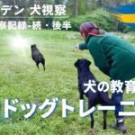 【スウェーデン】ガンドッグトレーニングを見学！これぞレトリバー！
