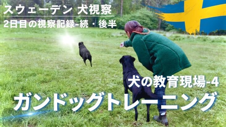 【スウェーデン】ガンドッグトレーニングを見学！これぞレトリバー！