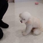 犬の幼稚園 ななちゃんとトレーニング