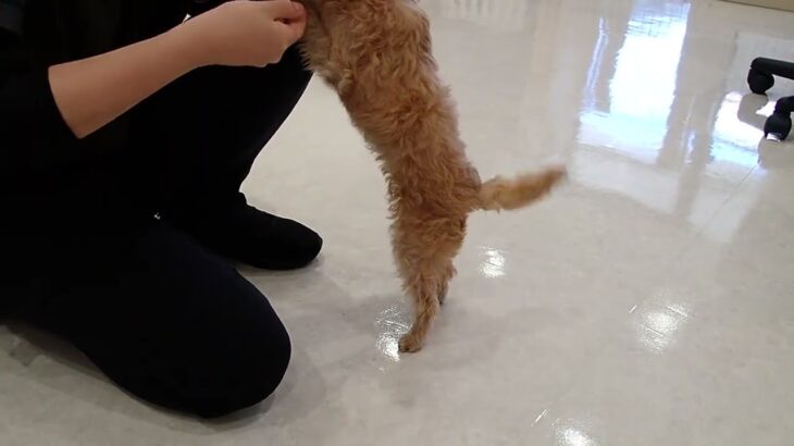 犬の幼稚園 ミアちゃんとトレーニング